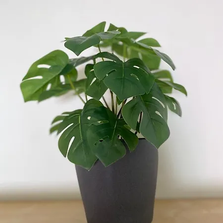 Penthouse In The Center