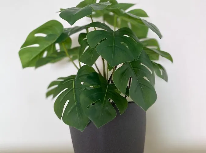 Penthouse In The Center